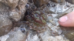 Hymenosoma orbiculare