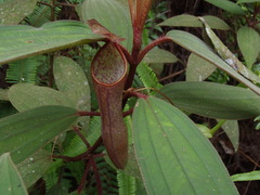 Nepenthes gracillima