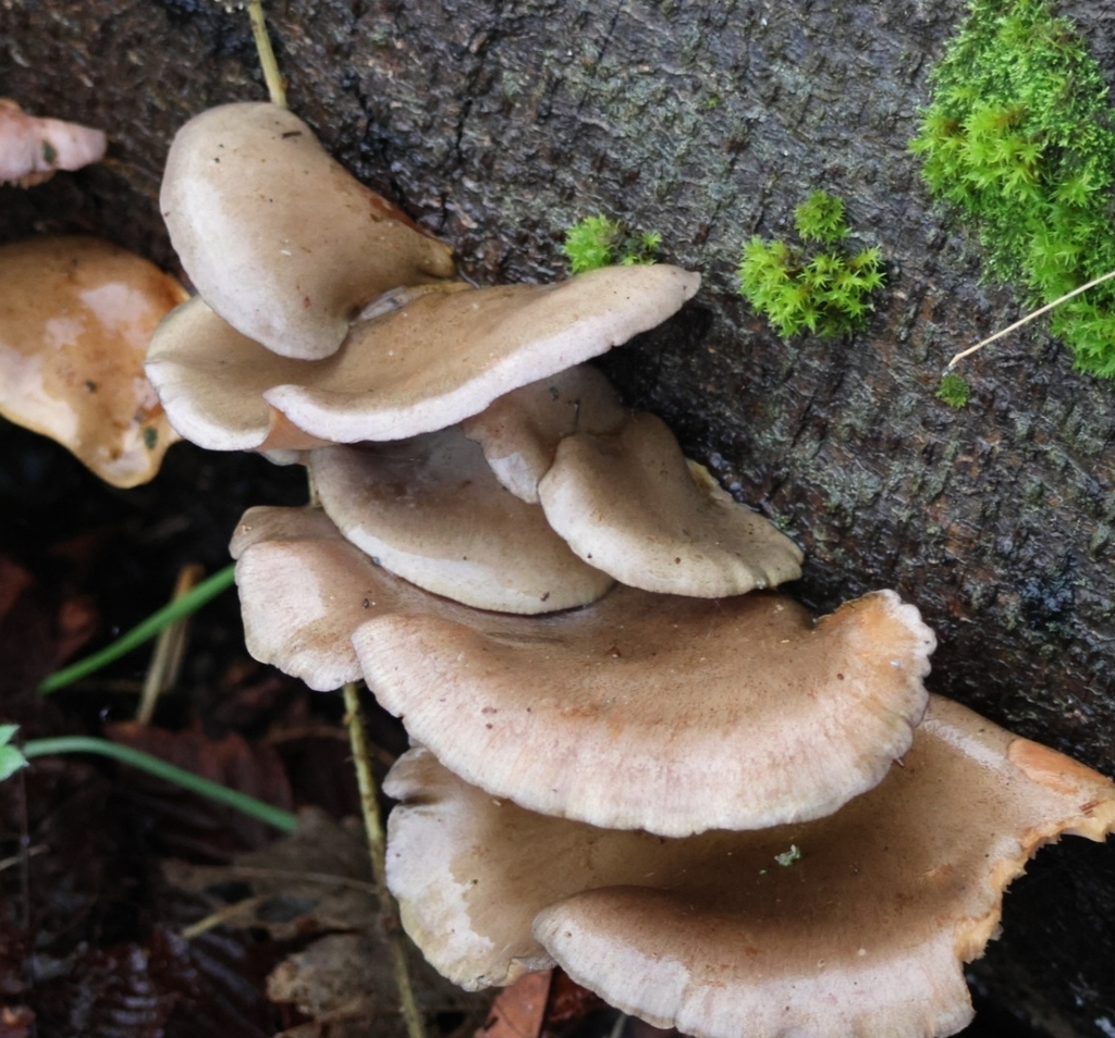 Sarcomyxa serotina · December 2025 · photo: © ikelman (iNaturalist, cc0)