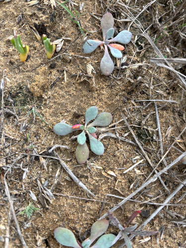 Cistanthe maritima, photograph 5