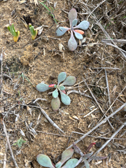 Cistanthe maritima, photograph (c) Aden Sommerville, some rights reserved (CC BY)