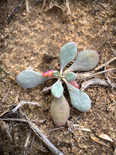 Cistanthe maritima, photograph 4