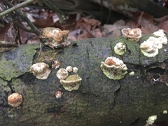 Fungi