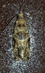 Lobesia transtrifera