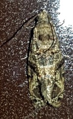 Lobesia transtrifera