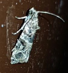 Lobesia transtrifera