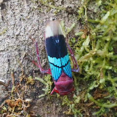 Amblyscarta opulenta