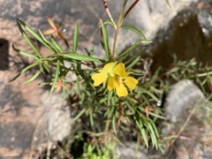 Ludwigia octovalvis image