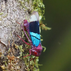 Amblyscarta opulenta