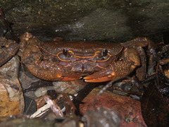 Potamidae