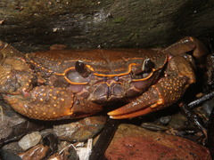 Potamidae