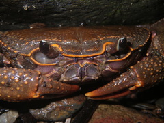 Potamidae