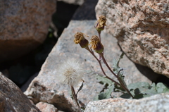 Senecio thianschanicus