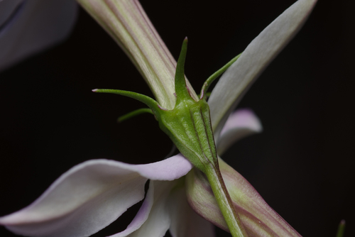 Lithotoma anethifolia, photograph 2