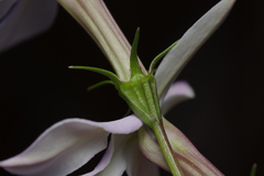 Lithotoma anethifolia, photograph (c) Bruce Cathie, some rights reserved (CC BY)