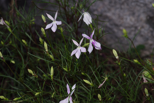 Lithotoma anethifolia, photograph 3