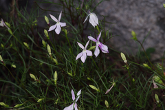Lithotoma anethifolia, photograph (c) Bruce Cathie, some rights reserved (CC BY)