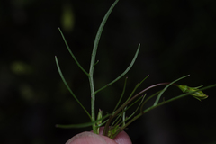 Lithotoma anethifolia, photograph (c) Bruce Cathie, some rights reserved (CC BY)