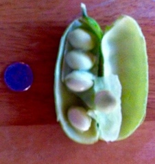 Canavalia cathartica