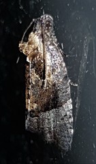 Asthenoptycha hemicryptana