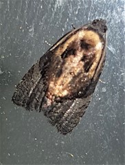 Asthenoptycha hemicryptana