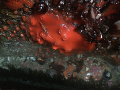 Acarnus erithacus