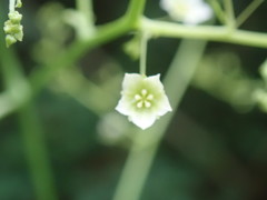 Neoalsomitra clavigera