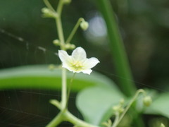 Neoalsomitra clavigera