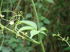 Neoalsomitra clavigera