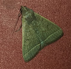 Simplicia cornicalis