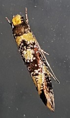 Monopis chrysogramma