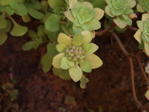 Aeonium goochiae