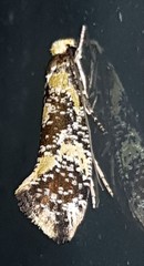 Monopis chrysogramma