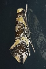 Monopis chrysogramma