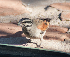 Emberiza capensis bradfieldi