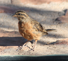 Emberiza tahapisi nivenorum