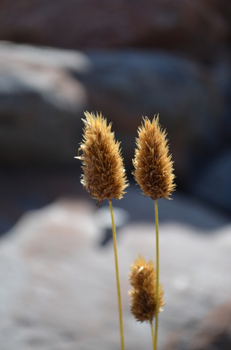 Calamagrostis anthoxanthoides