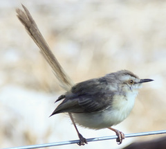 Prinia flavicans