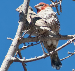 Amadina erythrocephala