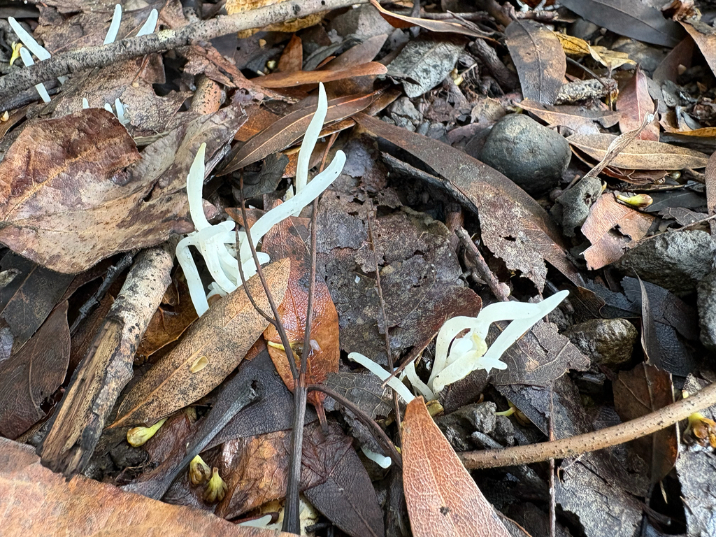 Clavaria fragilis · December 2025 · photo: © tim221 (iNaturalist, cc-by)