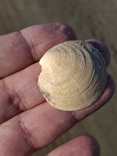 Dosinia exoleta