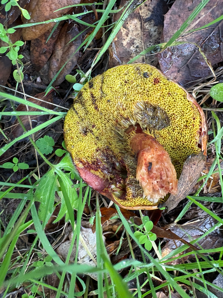 Aureoboletus flaviporus · December 2025 · photo: © tim221 (iNaturalist, cc-by)