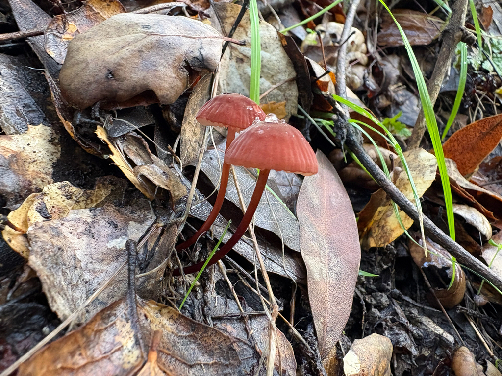Marasmius plicatulus · December 2025 · photo: © tim221 (iNaturalist, cc-by)
