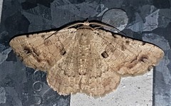 Aeolochroma quadrilinea