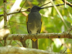 Rubigula cyaniventris