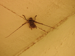 Acalolepta rusticatrix