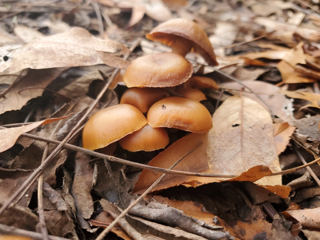 Galerina marginata · December 2025 · photo: © tmkennedy (iNaturalist, cc-by)