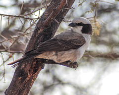Eurocephalus anguitimens