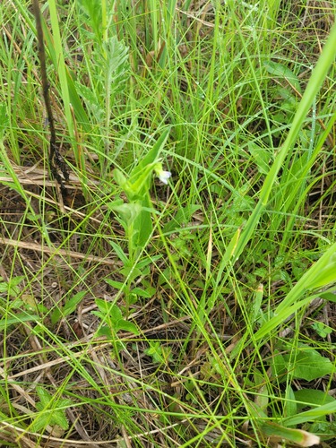 Tall Violet (Viola elatior)