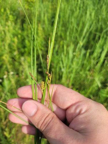 downy-fruited sedge (Carex tomentosa)